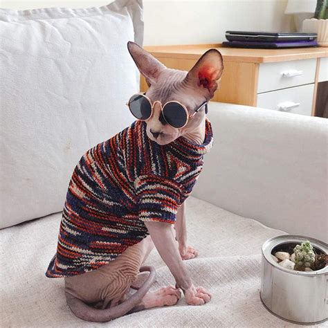 hairless cat in clothes